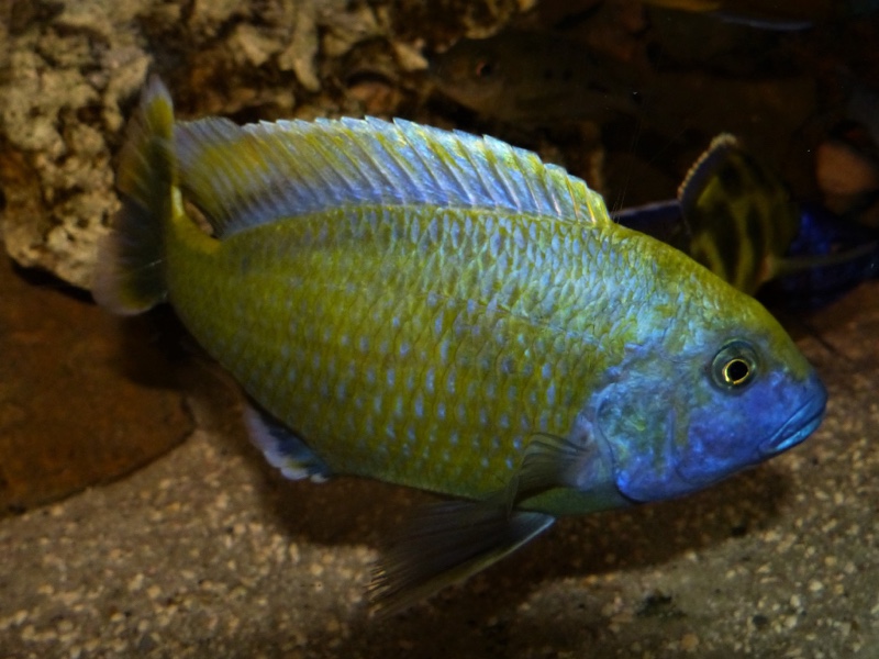Nimbochromis venustus